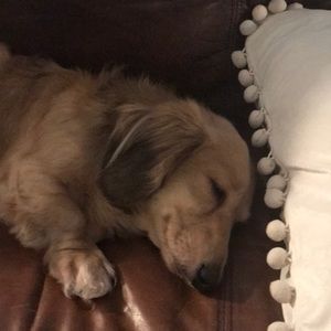 Meet your Posher, Emma